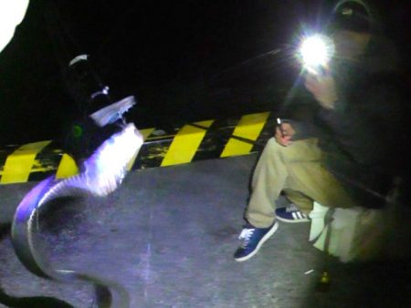 石津浜コウイカエギング、その後湾内に移動太刀魚釣り